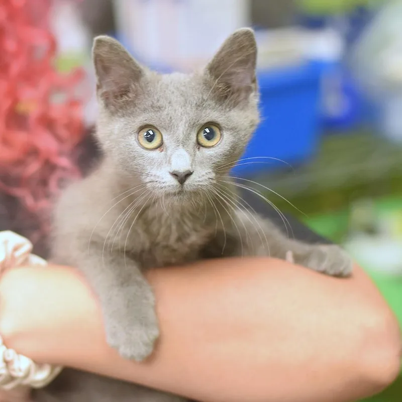 A baby small-sized male Gray / Blue / Silver Domestic Short Hair cat named Kurt Barlow for adoption in Belleville, IL
