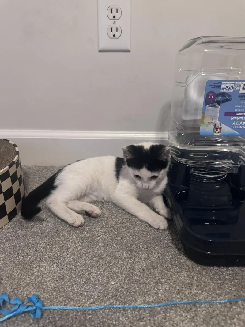 A baby small-sized male Black & White / Tuxedo Domestic Short Hair cat named Mozzarella for adoption in Nashville, TN