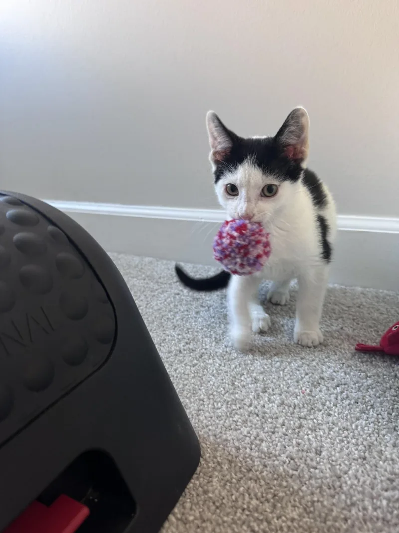 Mozzarella thumbnail 2