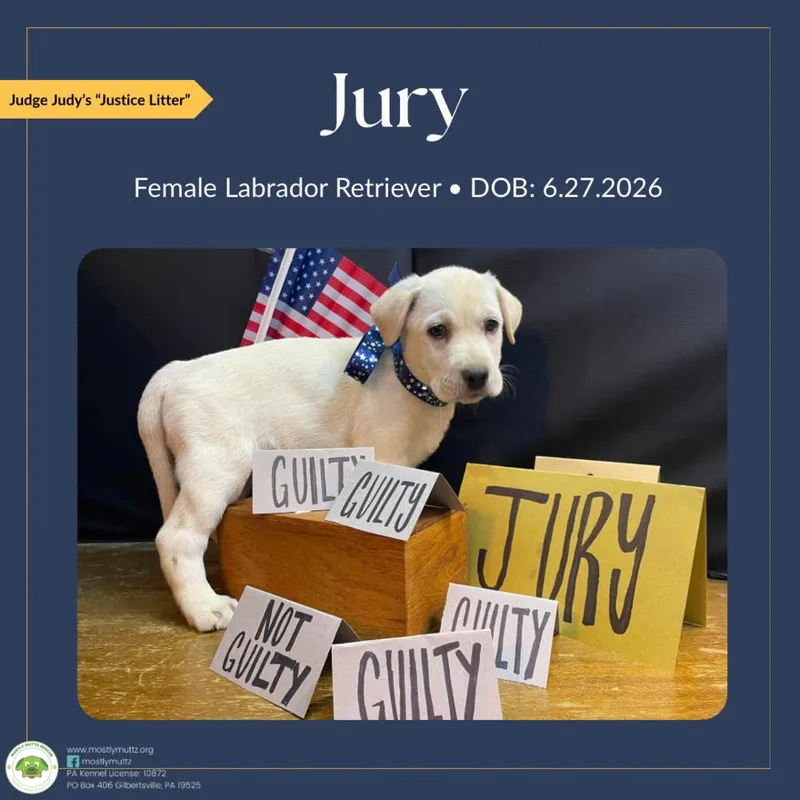 A baby medium-sized female White / Cream Labrador Retriever dog named Jury for adoption in Pottstown, PA
