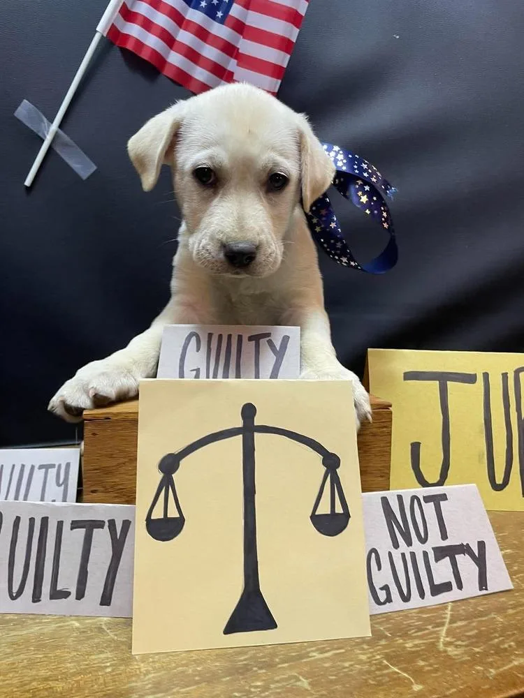 Jury thumbnail 4