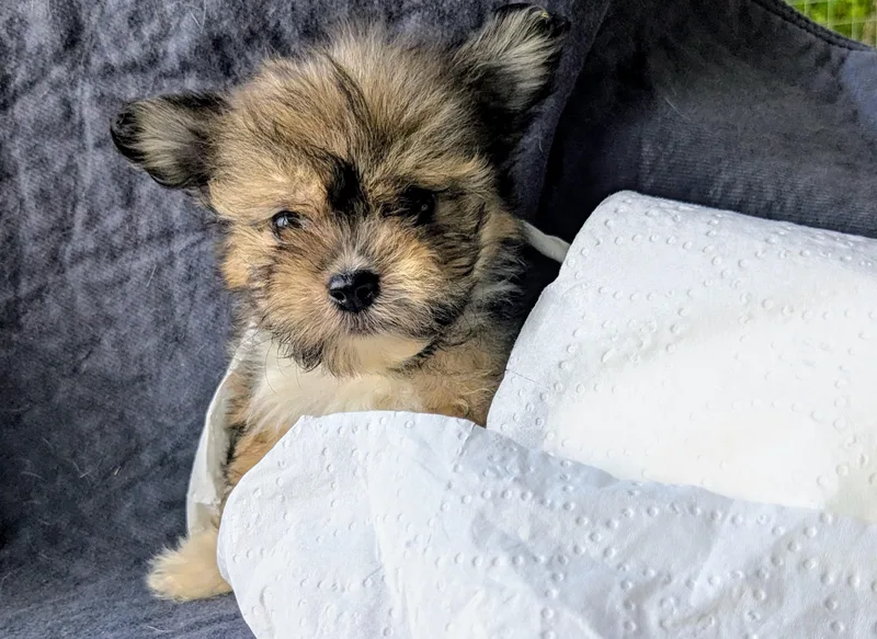 A baby small-sized male Chihuahua dog named Wookie for adoption in Richmond, KY