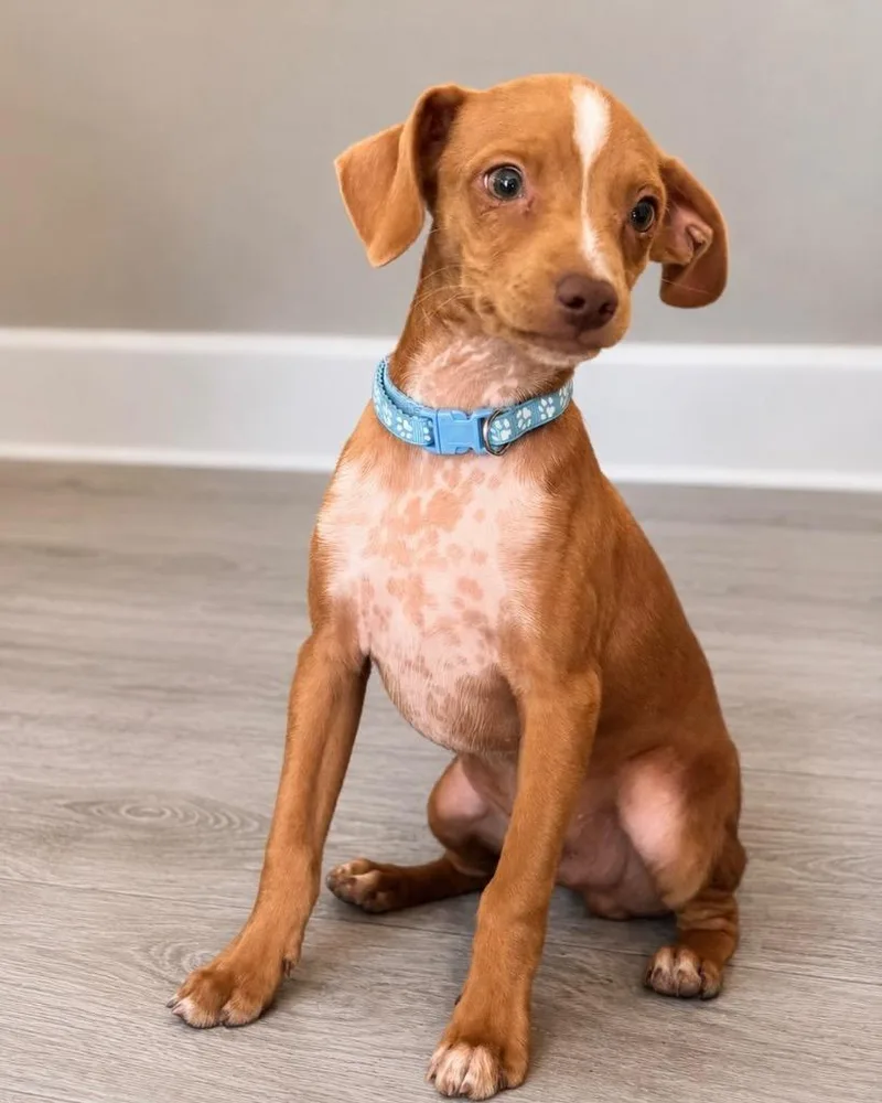 A baby small-sized male Chihuahua dog named Ravello for adoption in Reno, NV