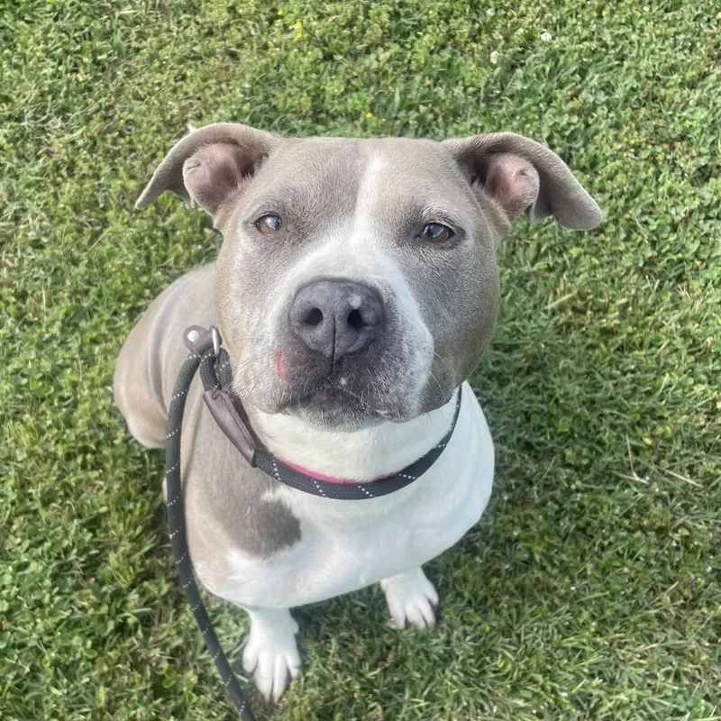 An adult medium-sized female Gray / Blue / Silver Mixed Breed dog named Coco for adoption in Chattanooga, TN