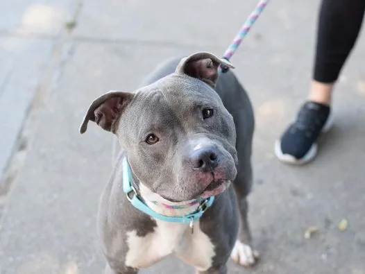 Luna Rose thumbnail 4