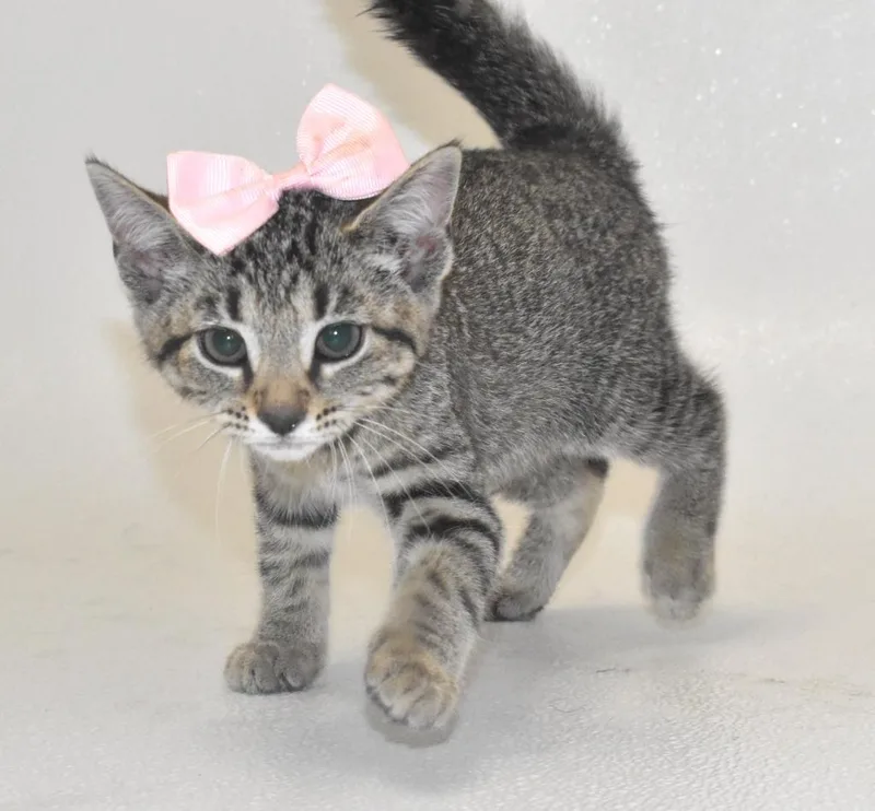 A baby large-sized female Domestic Short Hair cat named Iridessa for adoption in Springfield, OH