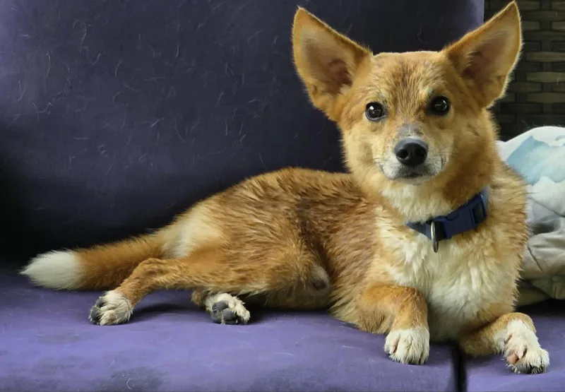A young medium-sized male Shiba Inu dog named Koda for adoption in Cuba, NY