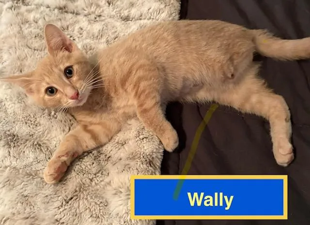 A baby medium-sized male Domestic Short Hair cat named Wally for adoption in Zimmerman, MN