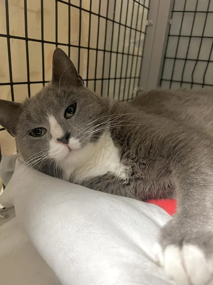 An adult medium-sized male Gray & White Domestic Short Hair cat named Hadley for adoption in West Mifflin, PA