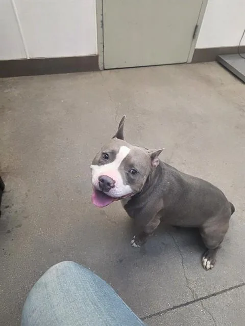 An adult large-sized male Pit Bull Terrier dog named Loki for adoption in Tucson, AZ