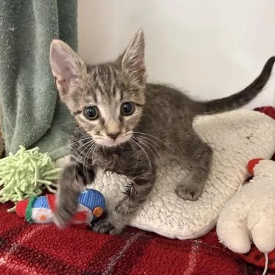 A baby small-sized male Brown / Chocolate Domestic Short Hair cat named Mikey for adoption in Phoenix, AZ