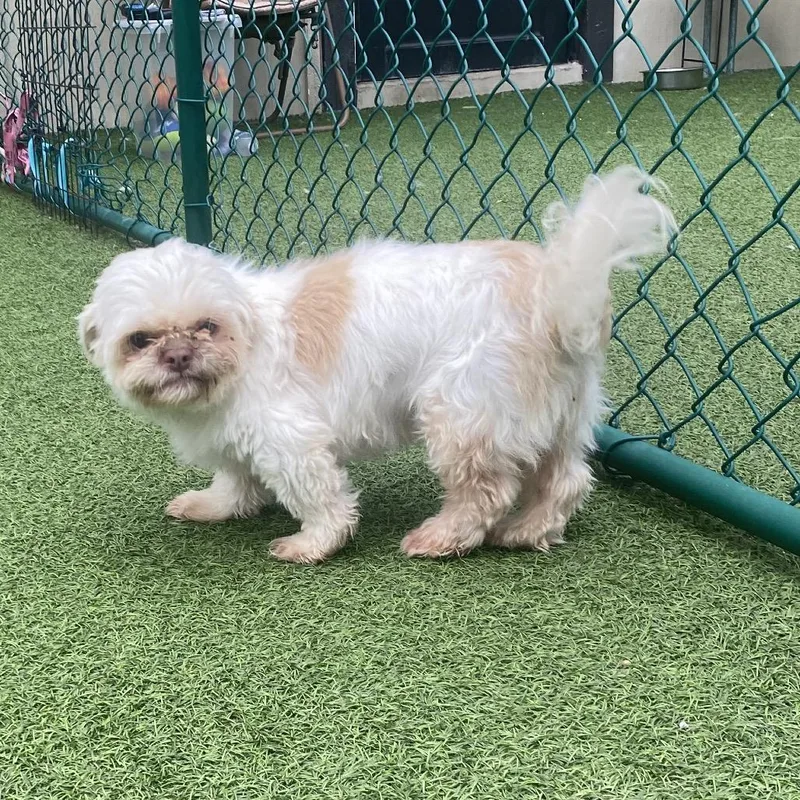 A senior small-sized female Golden Shih Tzu dog named Baylen for adoption in LOXAHATCHEE, FL