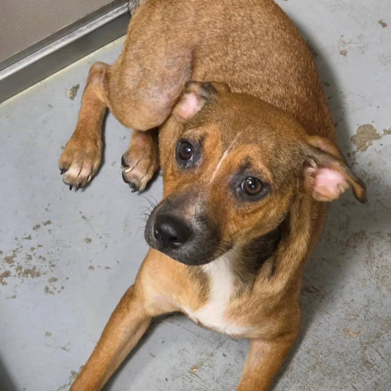 An adult small-sized female Red / Chestnut / Orange Chihuahua dog named Jennifer Anniston for adoption in Hattiesburg, MS