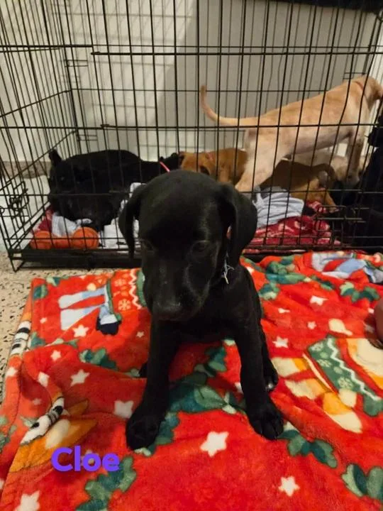 A baby medium-sized female Black Labrador Retriever dog named Cloe for adoption in Huntington, NY