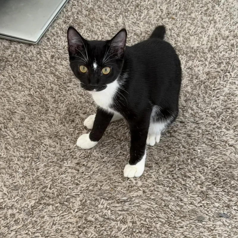 A baby medium-sized female Black & White / Tuxedo Domestic Short Hair cat named Bubbles for adoption in Jacksonville, FL