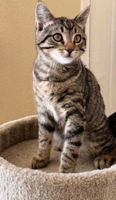 A baby medium-sized male Tabby cat named Kingston for adoption in San Luis Obispo, CA