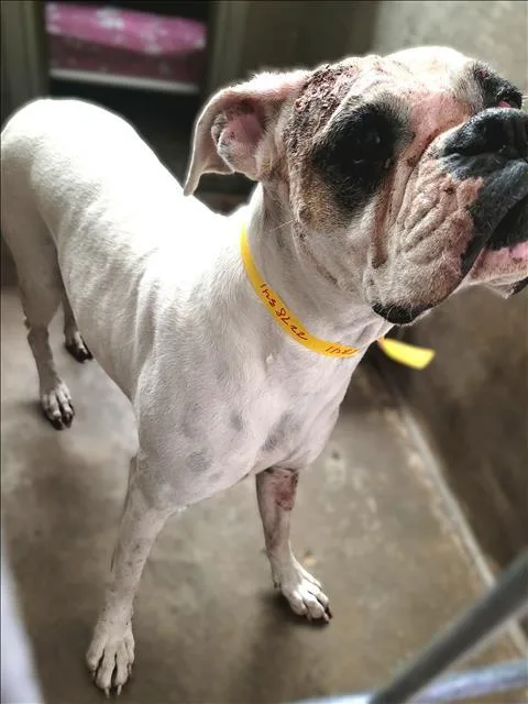 A young large-sized female Boxer dog named Brandy for adoption in Van Nuys, CA