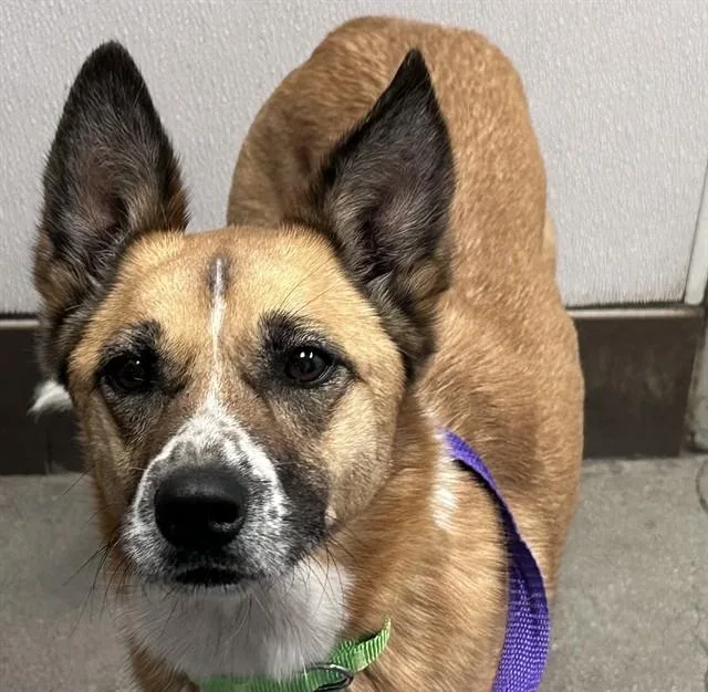 A young medium-sized female Australian Shepherd dog named Larkin for adoption in Tucson, AZ