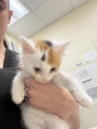 A baby small-sized female Calico Domestic Short Hair cat named Checkers for adoption in Charleston, SC