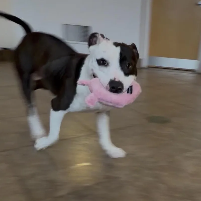 An adult medium-sized male White / Cream Bull Terrier dog named Roman for adoption in Perkiomenville, PA
