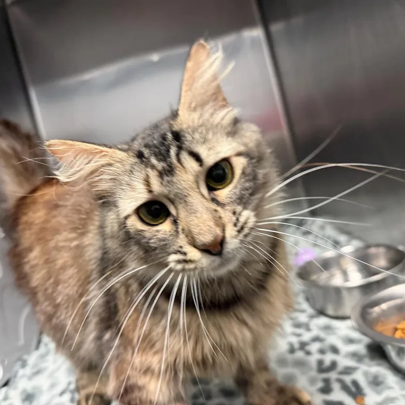 A young medium-sized female Brown / Chocolate Domestic Medium Hair cat named Downy for adoption in Lakeland, FL