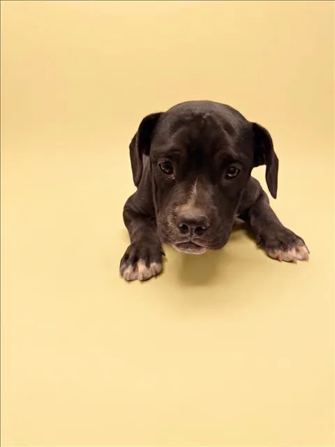 A baby medium-sized male Pit Bull Terrier dog named Butters for adoption in Los Angeles, CA