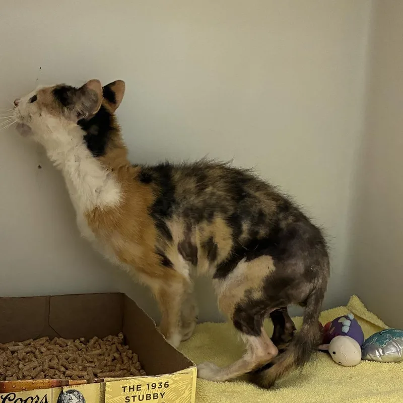 A young small-sized female Domestic Short Hair cat named 72666 for adoption in Harrisonburg, VA