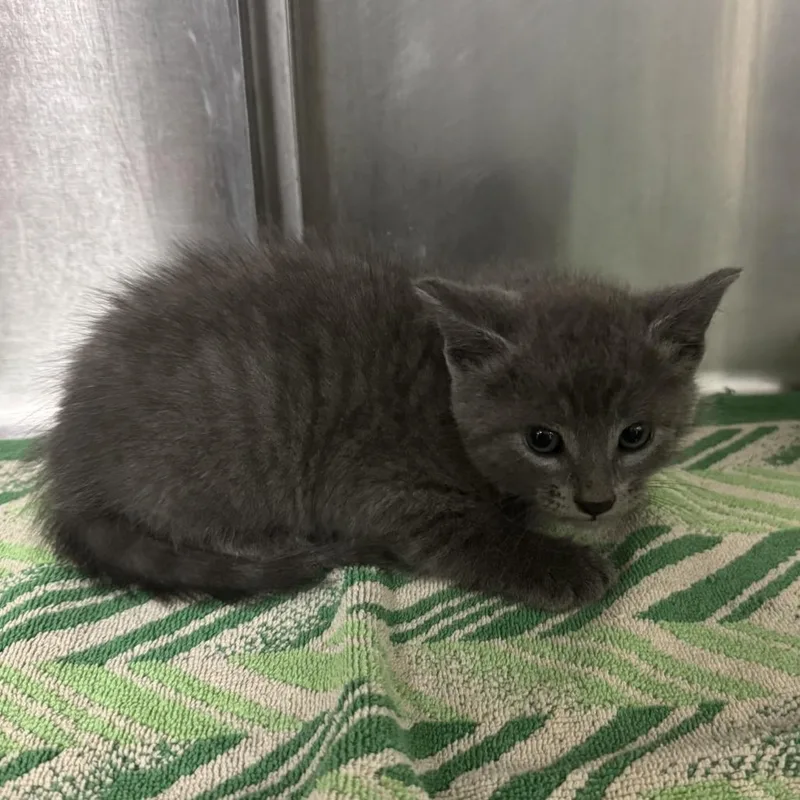 A baby small-sized male Gray / Blue / Silver Domestic Short Hair cat named Ghost Orchid for adoption in Indianapolis, IN