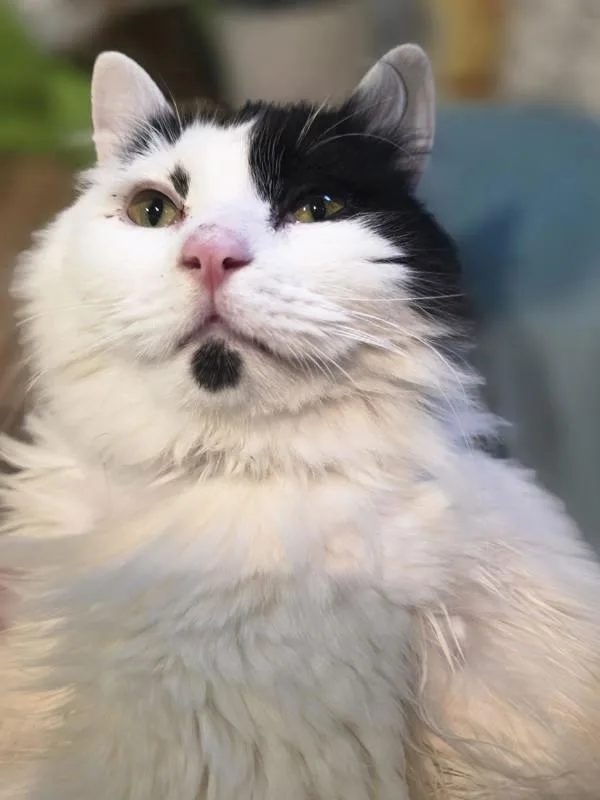 A young small-sized male Domestic Long Hair cat named Mr Mr for adoption in Troutdale, OR