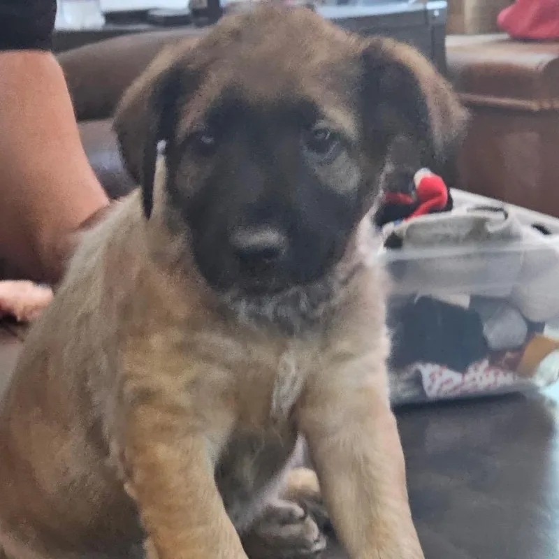 A baby medium-sized male Black Shepherd dog named Sam for adoption in Phoenix, AZ