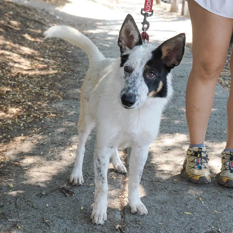 A young medium-sized male White / Cream Australian Cattle Dog / Blue Heeler dog named Ranger for adoption in Point Richmond, CA