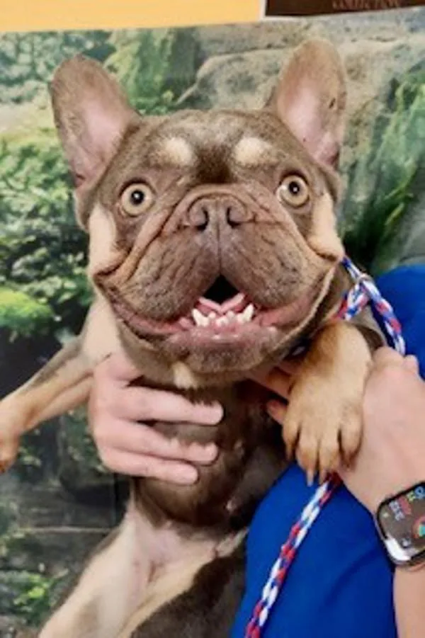 Fifi