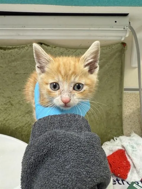 A baby small-sized male Domestic Short Hair cat named Mercury for adoption in Riverside, CA
