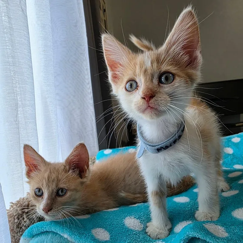 A baby small-sized male White Domestic Short Hair cat named Marmalade for adoption in Normal, IL