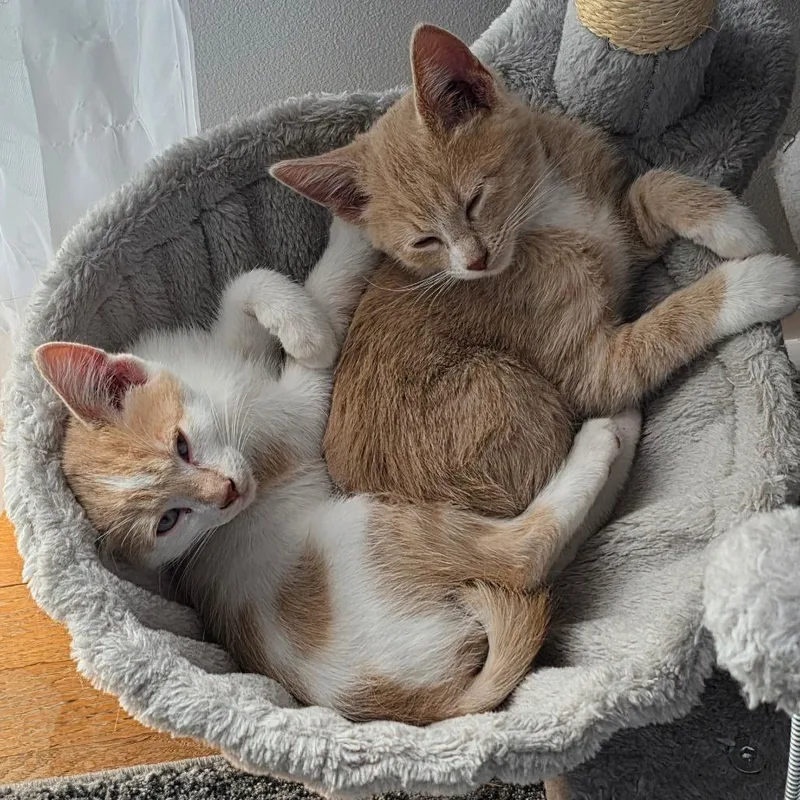 Marmalade thumbnail 3