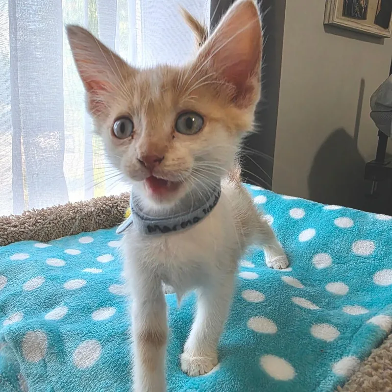 Marmalade thumbnail 4