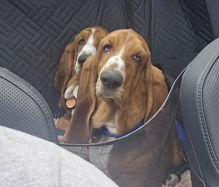 A young medium-sized female Basset Hound dog named Maggie and Willow for adoption in Brookville, OH