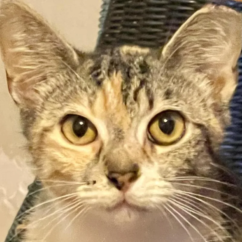 An adult small-sized female Torbie Domestic Short Hair cat named Sandie for adoption in Los Angeles, CA