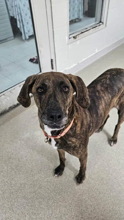 An adult medium-sized female Tricolor (Brown, Black, & White) Hound dog named Leona for adoption in Manitowoc, WI