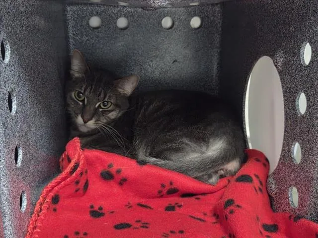 A young large-sized female Domestic Medium Hair cat named Terri for adoption in Tulsa, OK