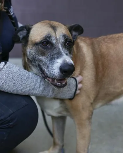 An adult extra large-sized male Mixed Breed dog named Kan for adoption in Chamblee, GA