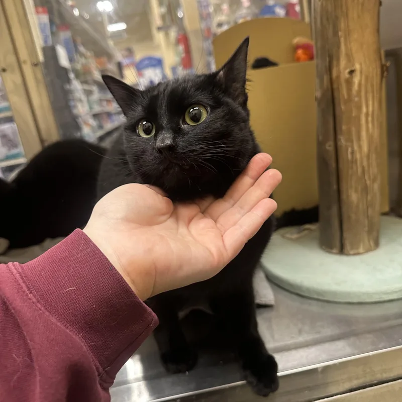 An adult medium-sized female Black Domestic Short Hair cat named Iris And Annubus for adoption in Missoula, MT