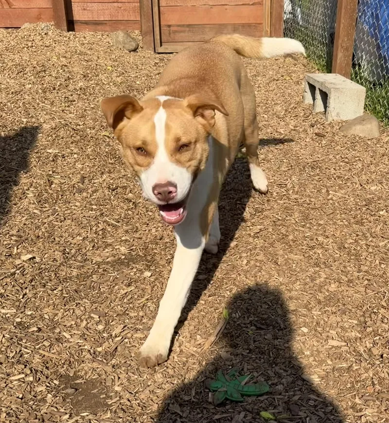 Growlithe thumbnail 2