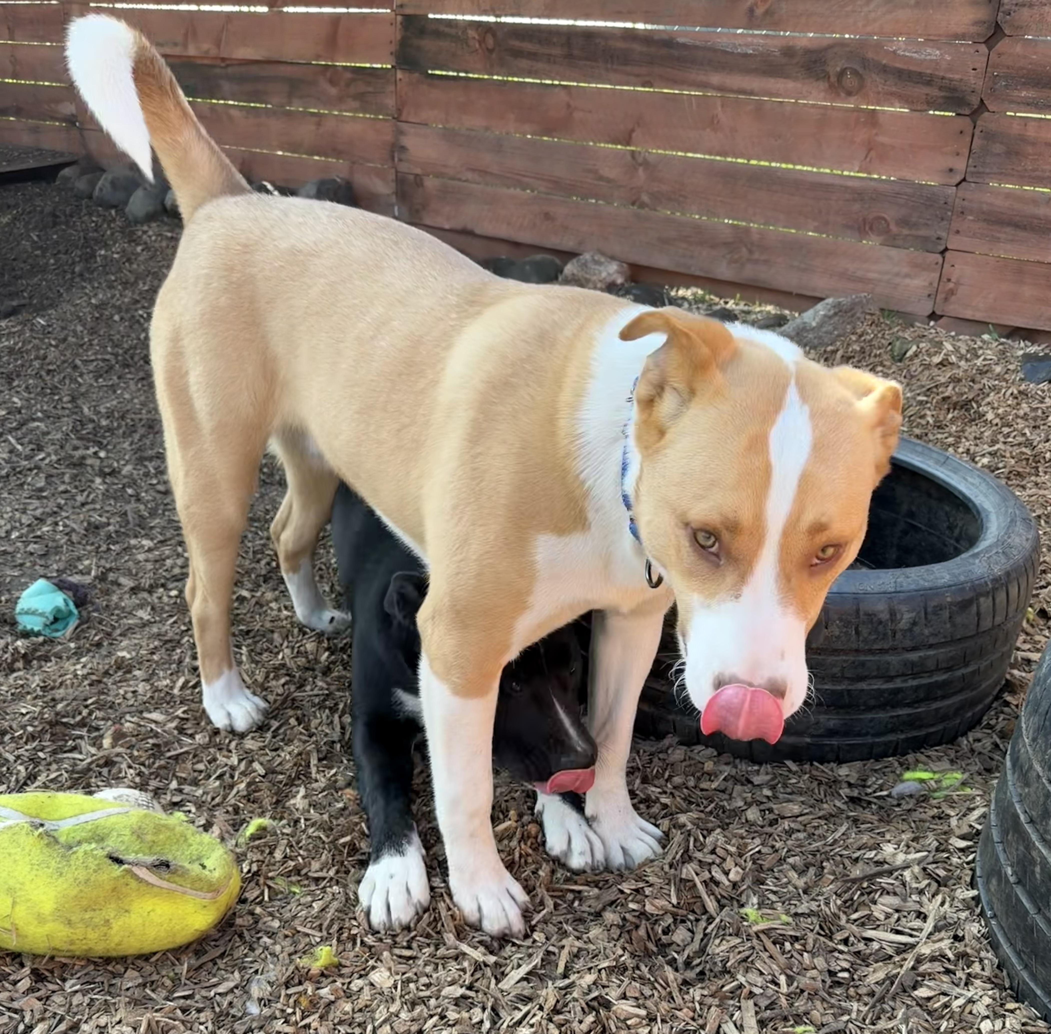 Growlithe thumbnail 4