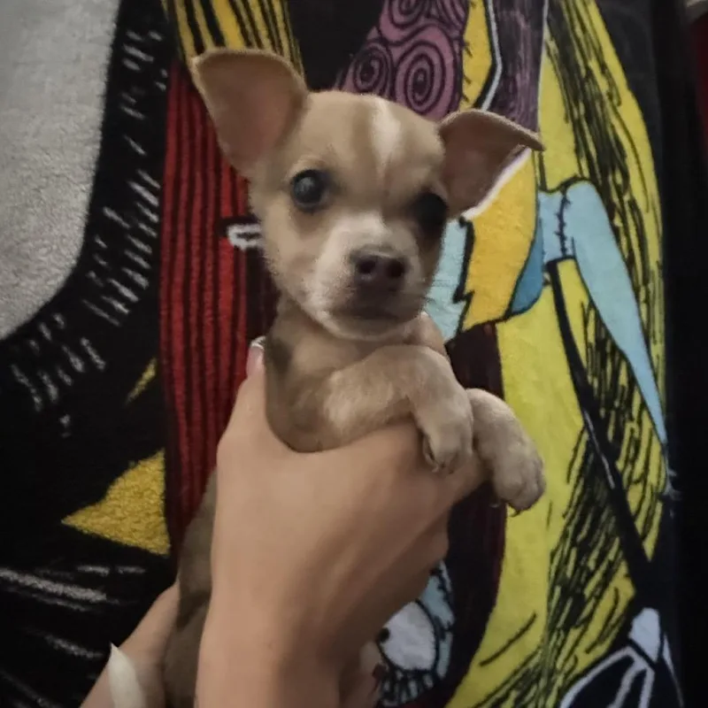 A baby medium-sized male Australian Cattle Dog / Blue Heeler dog named Kevin for adoption in Phoenix, AZ