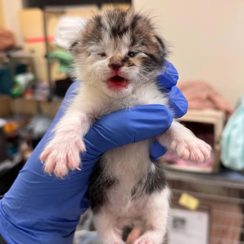 A baby small-sized male Brown / Chocolate Domestic Short Hair cat named Squirt for adoption in Lynchburg, VA
