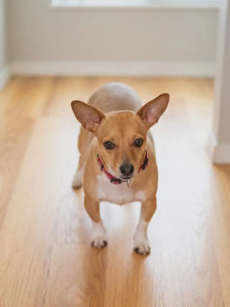 A young small-sized female Chihuahua dog named Sissy for adoption in Anza, CA
