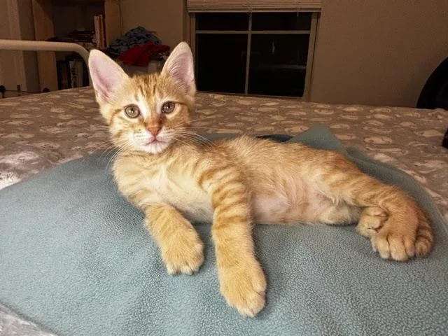 A baby medium-sized male Domestic Short Hair cat named Gator for adoption in Lafayette, LA