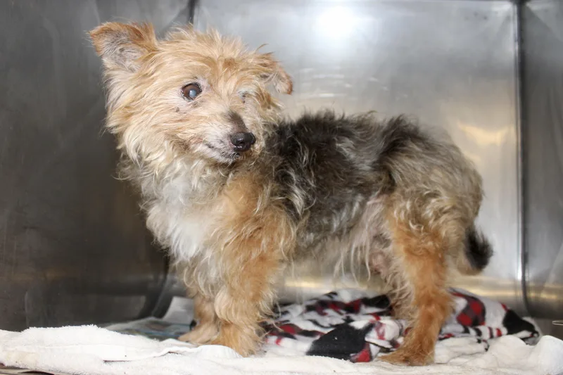A senior small-sized male Black Yorkshire Terrier dog named Croissant for adoption in Brazil, IN