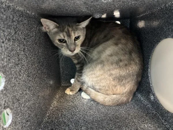 A young medium-sized female Domestic Short Hair cat named Juno for adoption in New York, NY